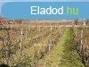 Elad Hz, Sijut
