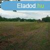 Elad hobbi kert, gymlcss Balatonboglr Zinger-dlben