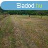 Elad hobbi kert, gymlcss Balatonboglr Zinger-dlben