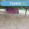 Elad hobbi kert, gymlcss Balatonboglr Zinger-dlben
