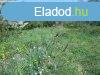 Elad 0ptsi telek, Budars